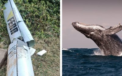 LIGHTNING STRIKES TWICE IN PADDLER’S REMARKABLE WHALE TALE