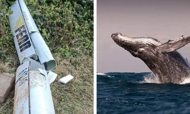 LIGHTNING STRIKES TWICE IN PADDLER’S REMARKABLE WHALE TALE